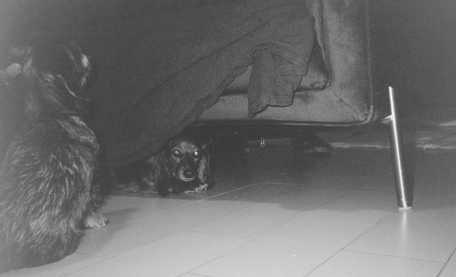 Hiding Dogs